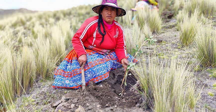 plantones forestales Se reforestarán mil hectáreas degradadas en cuatro provincias de Cusco