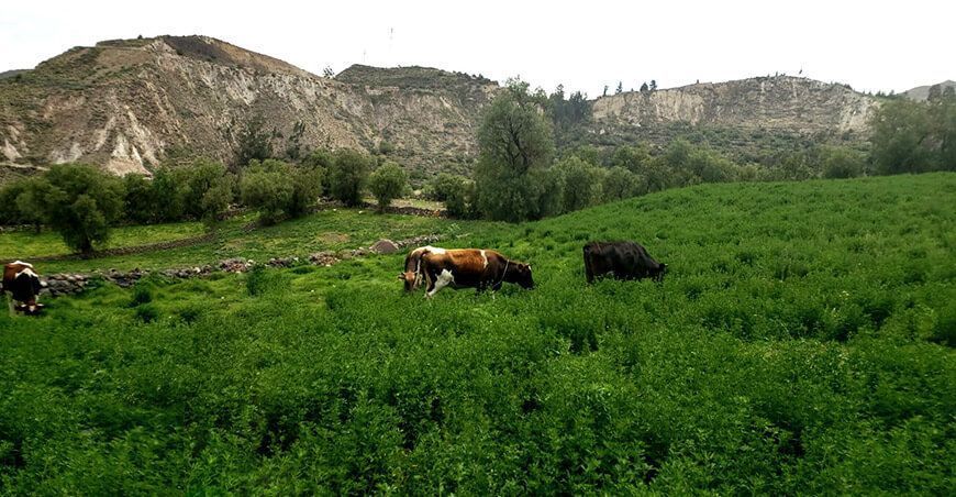 Instalarán 105 hectáreas de pastos perennes y anuales en Lucanas en Ayacucho Perú