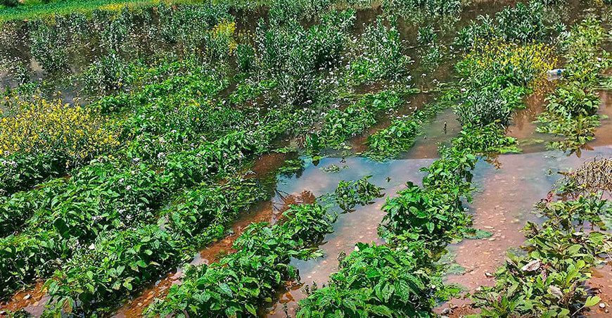 Productores de Ñahuinpuquio pierden 25 hectáreas de cultivos debido a las intensas lluvias