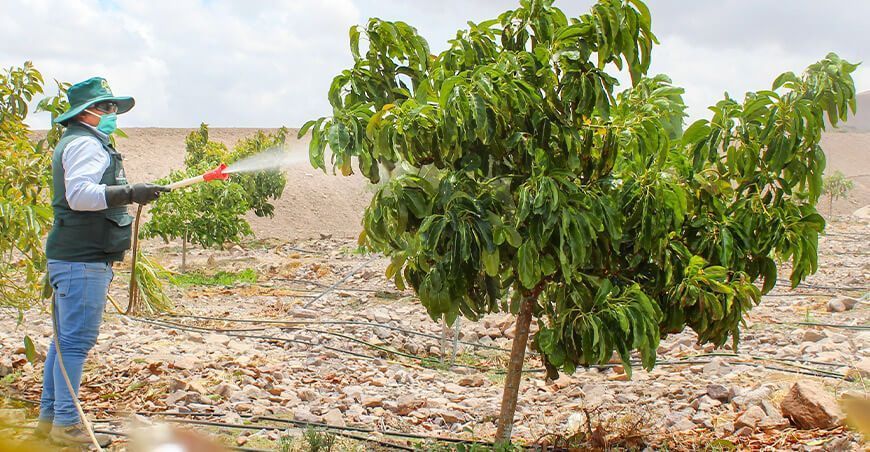 Reinician trabajos para controlar plagas y enfermedades en plantaciones frutales plantones de palto Moquegua Perú