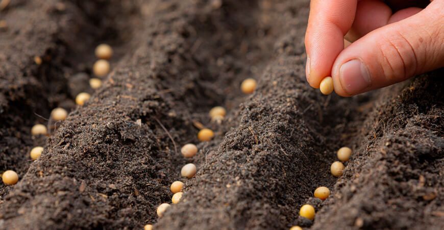 Legumbres y suelos, una asociación dinámica para la salud y el medio ambiente