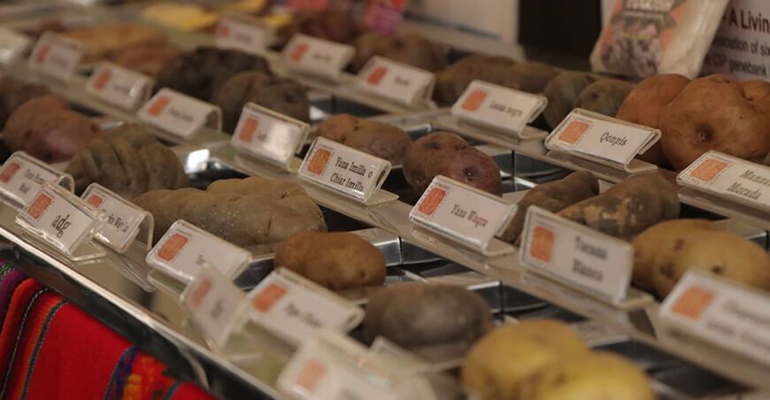 mejora cadena productiva del cultivo de papa Pasco Perú