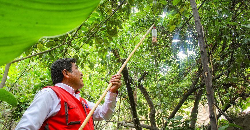 trabajos contra la mosca de la fruta Moquegua Perú