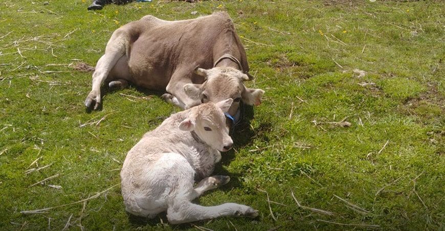 Nacen los primeros becerros por inseminación artificial en Huanaspampa en Huancavelica Perú 