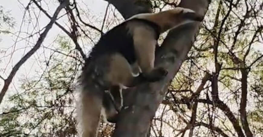 oso hormiguero Serfor Perú