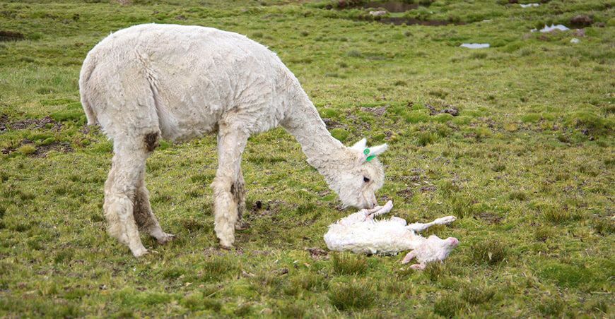 Comienza asistencia técnica para empadre, parición y control de crías de alpacas en Huancavelica Perú