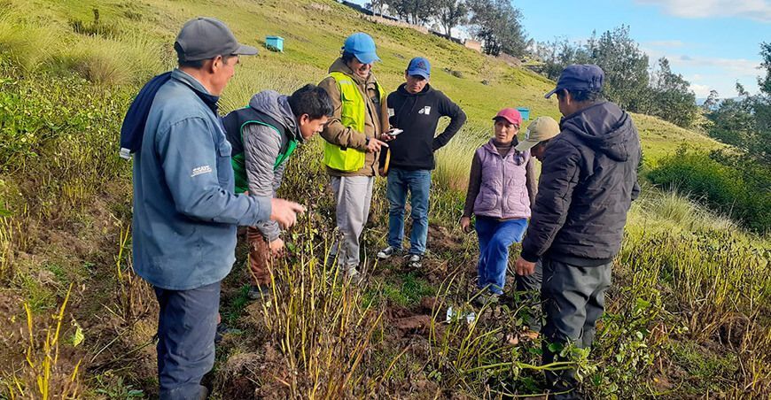 La rancha afecta 1500 hectáreas de cultivo de papa en Huánuco