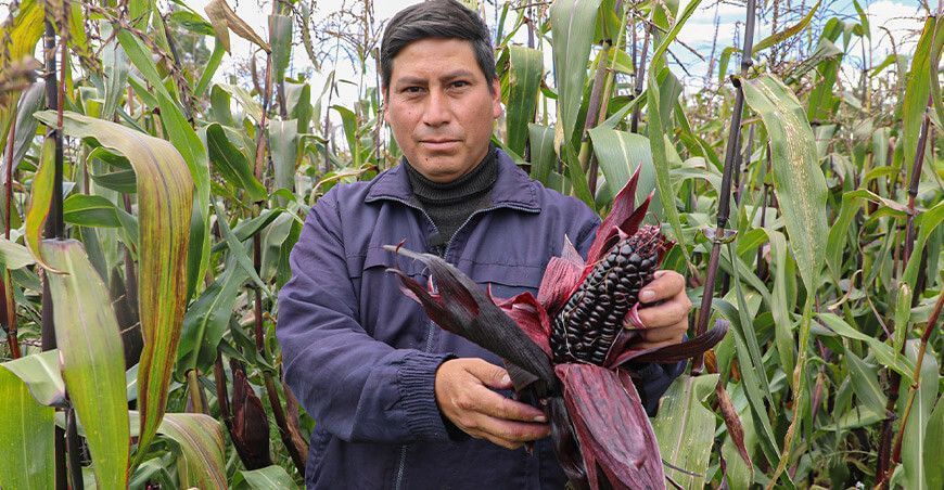 Futura variedad de maíz morado busca convertirse en el motor de la economía local en Sicaya en Huancayo Junín Perú
