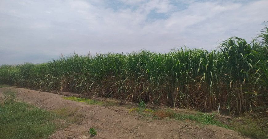Perú adquiere semilla de caña de azúcar de alta calidad genética de México para generar nuevas variedades