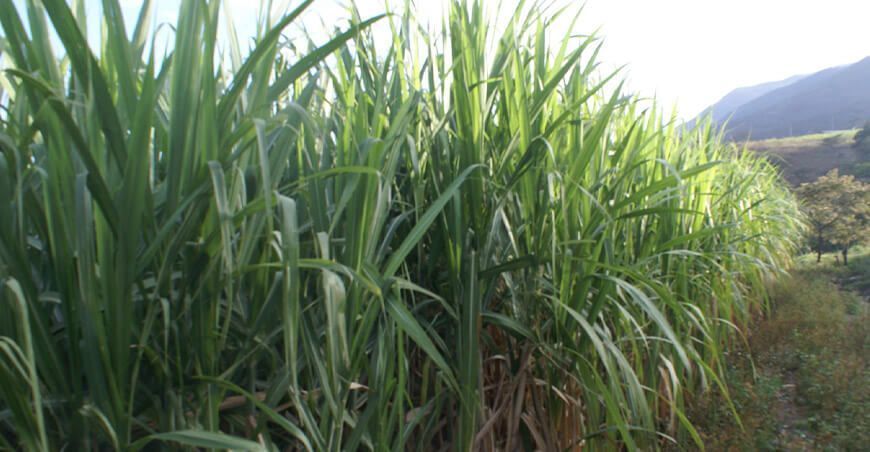Perú adquiere semilla de caña de azúcar de alta calidad genética de México para generar nuevas variedades