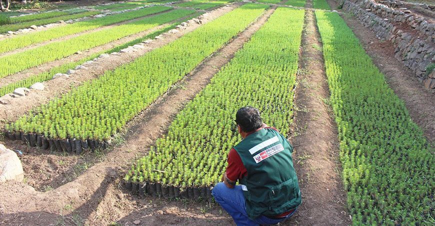 plantones forestales para recuperación de ecosistemas Perú
