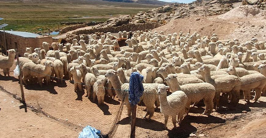 Instalarán 69 microrreservorios para potenciar competitividad alpaquera en Caylloma en Arequipa Perú