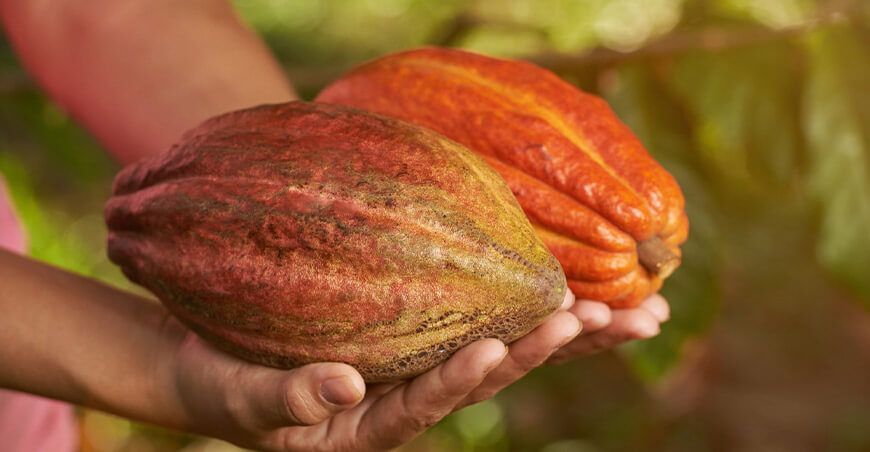 producción de cultivo de cacao Perú