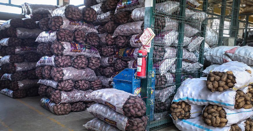 producción y comercialización de camote Cometa Perú Midagri