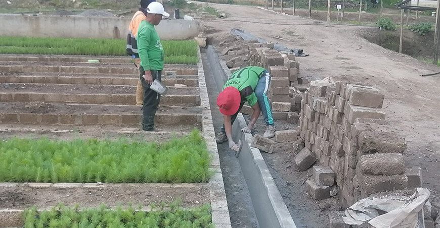 producción de plantones forestales Cajamarca Perú