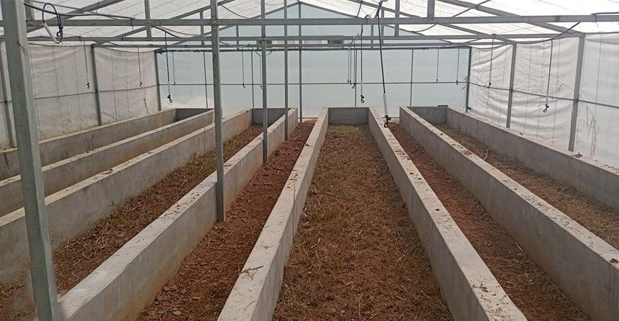 Producirán plantones de plátano y banano de calidad en cámaras térmicas y viveros en el Vraem Provraem Perú