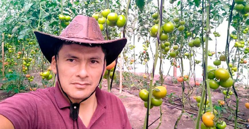Producción de tomates orgánicos en Barranca en Lima Perú