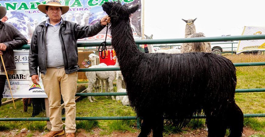 productor de alpacas Suri Puno Perú
