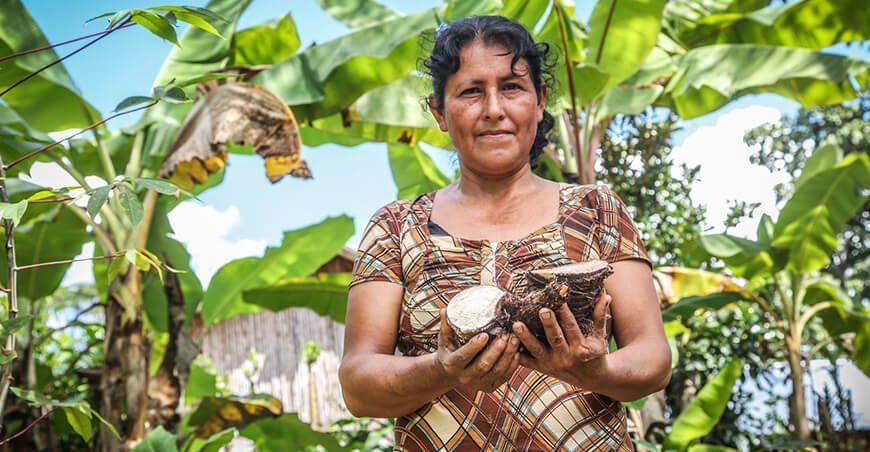 productora de hijuelos plátanos Perú