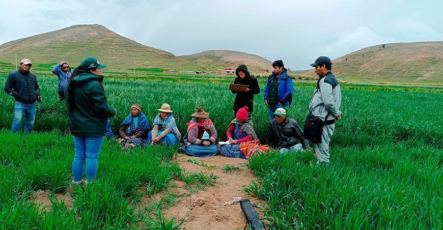 Nuevas tecnologías impulsan la calidad del cultivo de avena en Puno INIA Perú