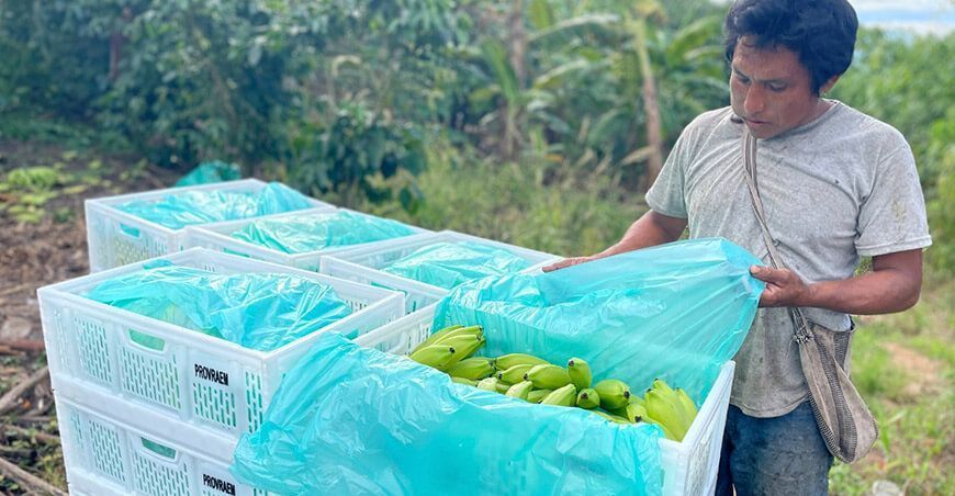 Comunidad de Jerusalén de Miñaro abastece plátano y banano a supermercados de Lima