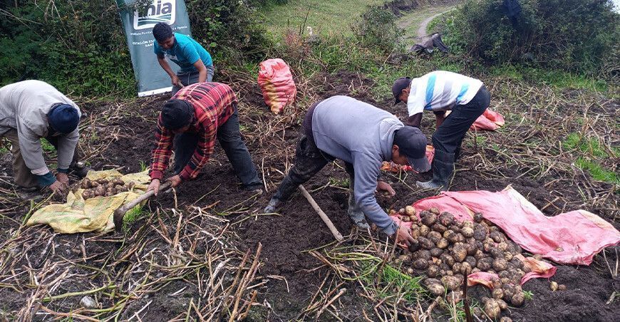 Productores de Huancamanta cosechan 2 TM de semillas de papa de calidad en Junín Perú