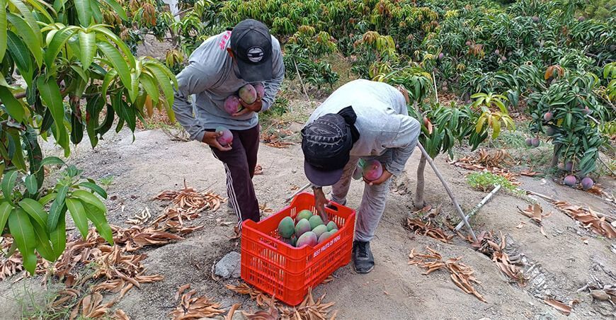 cosecha exportación de mango productores de Moro Ancash Perú
