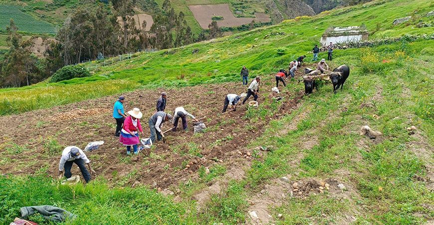 Agricultores de Pamparomás cosechan más de una tonelada de papa en campo experimental Ancash Perú