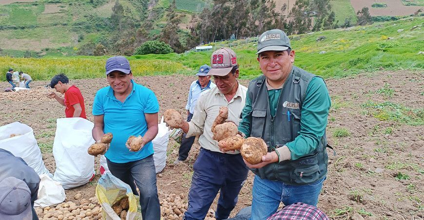 Agricultores de Pamparomás cosechan más de una tonelada de papa en campo experimental en Ancash Perú