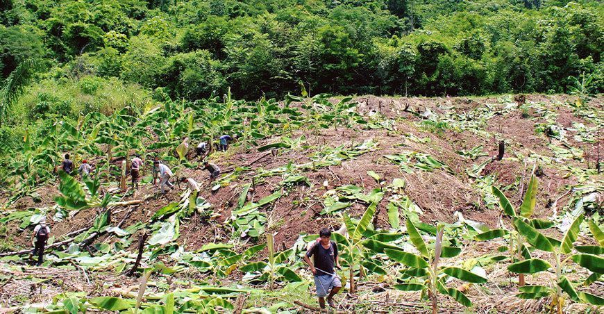 productores de plátano y banano escuelas de campo Provraem Perú