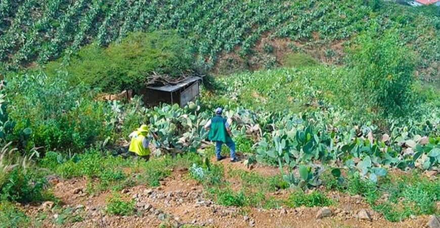 Productores de palta y tuna serán indemnizados por el Seguro Agrícola Catastrófico