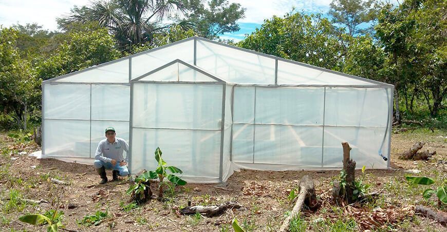 Producirán plantones de plátano y banano de calidad en cámaras térmicas y viveros en el Vraem Provraem Perú