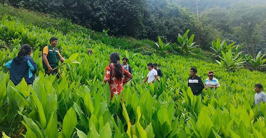 Provraem fortalece capacidades de productores de palillo en el Vraem