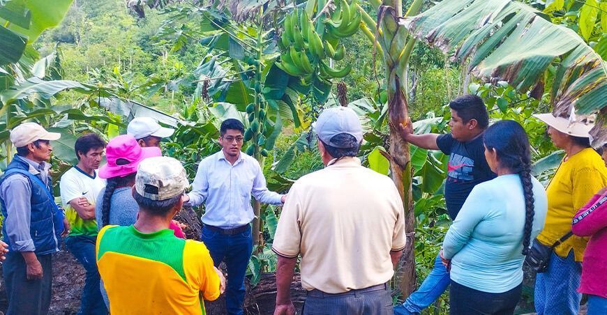 Proyecto Frutales benefició a 3431 productores de Sandia y Carabaya en Puno Perú