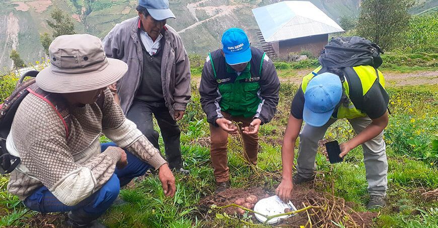 La rancha afecta 1500 hectáreas de cultivo de papa en Huánuco