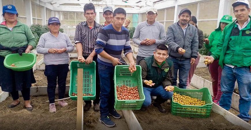 Semillas prebásicas de papa Huánuco Perú