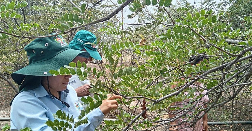 Monitorean presencia de plagas en cultivo de tara en Pacanga Senasa Perú