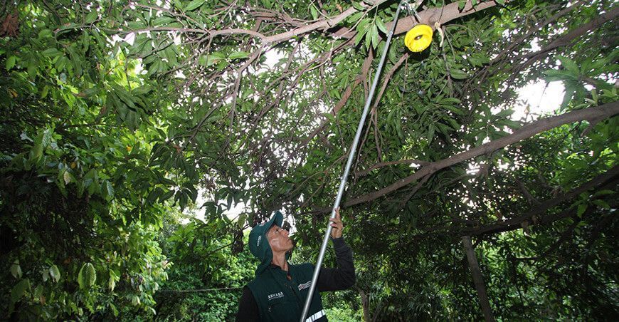 Senasa trampas mosca de la fruta Perú