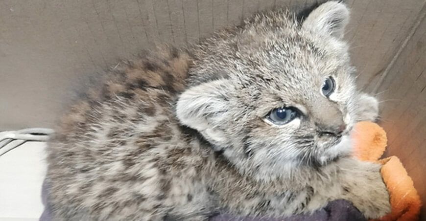 Incautan más 100 especímenes de fauna silvestre en Junín y Cusco Serfor Perú