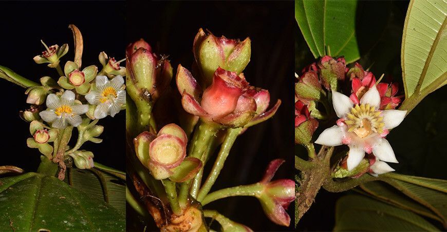 Descubren cuatro nuevas especies de plantas en áreas naturales protegidas de Cajamarca, San Martín y Amazonas
