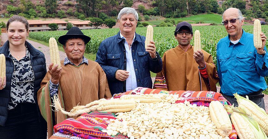 Perú busca récord Guinness con el tamal más grande del mundo de maíz blanco cusqueño