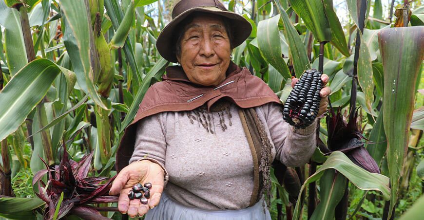 Futura variedad de maíz morado busca convertirse en el motor de la economía local en Sicaya en Huancayo Junín Perú