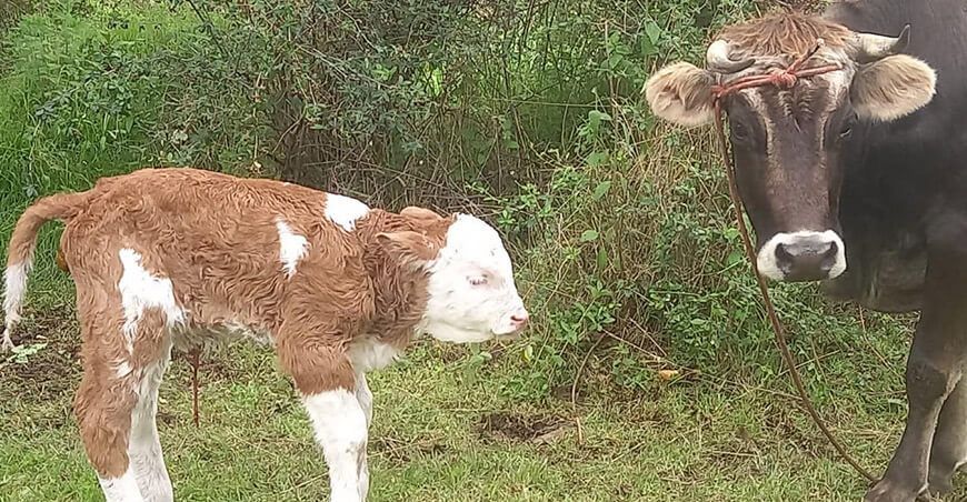 Se trata de Moly, una becerra con alta calidad genética de la raza Simmental Fleckvieh Ayacucho Perú