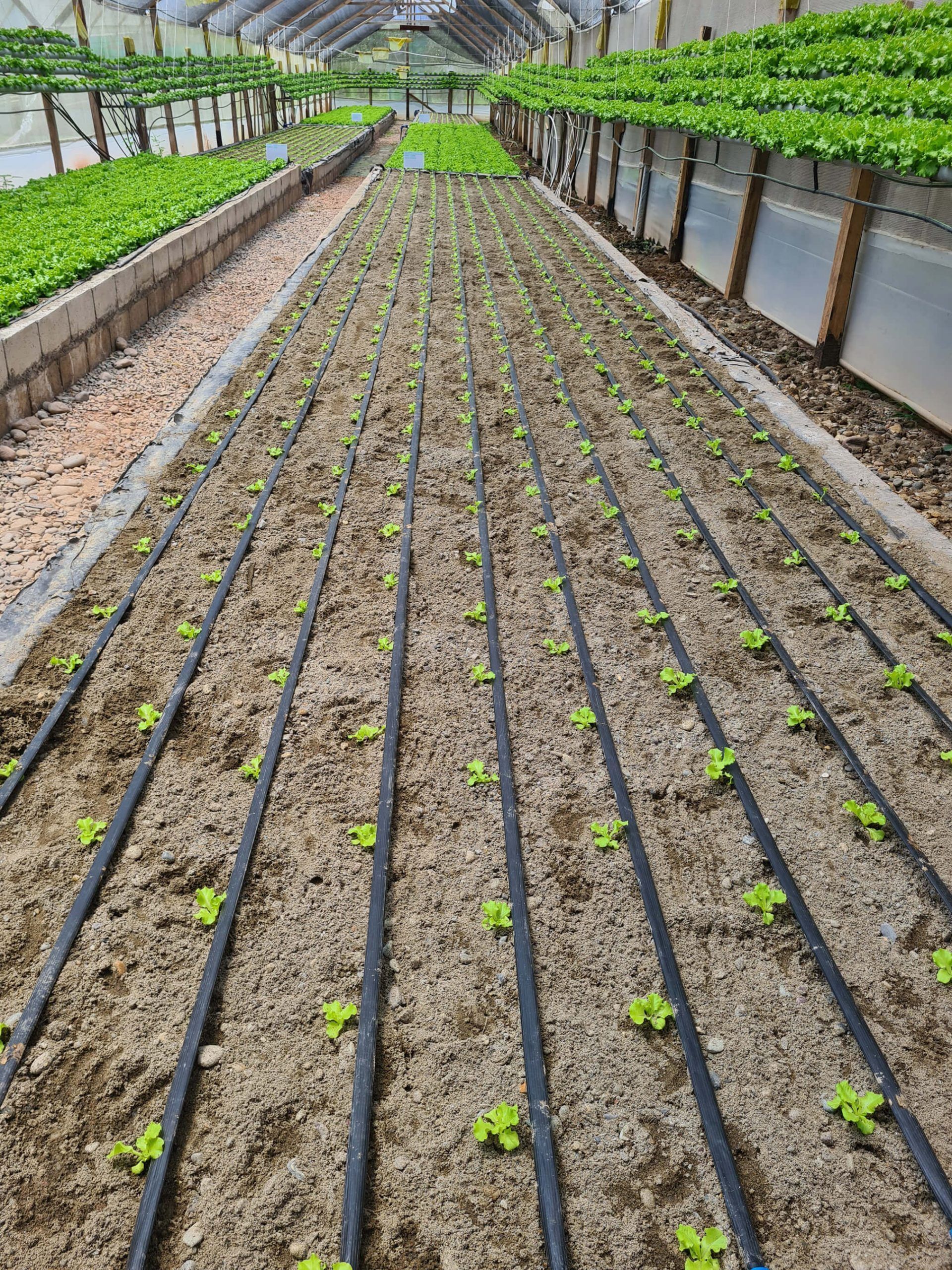 IoT en el proceso productivo de lechuga (Batavia caipira) CITEagroindustrial Huallaga del Instituto Tecnológico de la Producción 