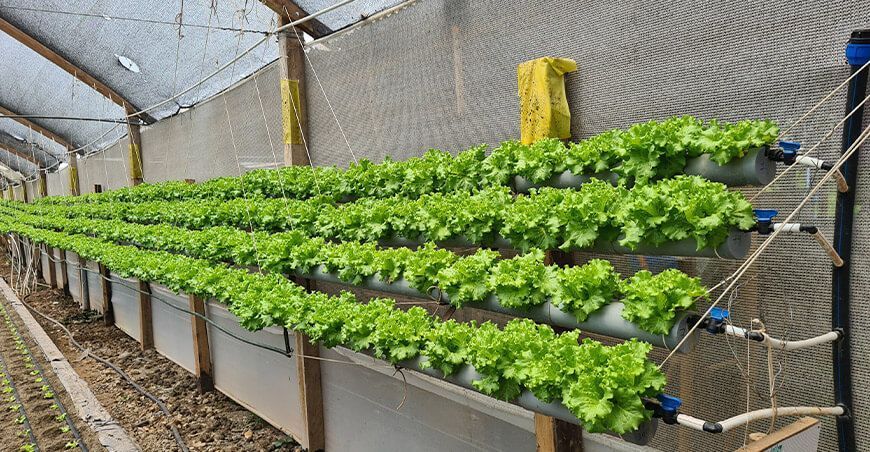 IoT en el proceso productivo de lechuga (Batavia caipira)