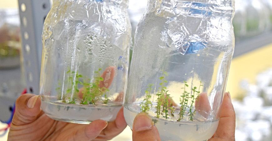 El Proyecto Chinecas ofrecerá plantines de arándano a precios accesibles