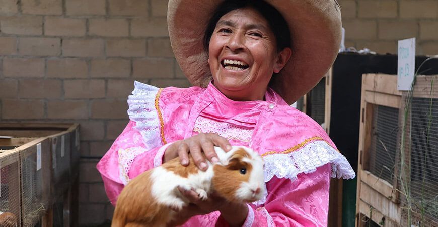 crianza tecnificada de cuyes Cajamarca Perú