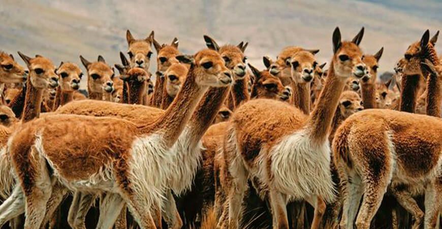 Chaccu de vicuñas Junín Perú 