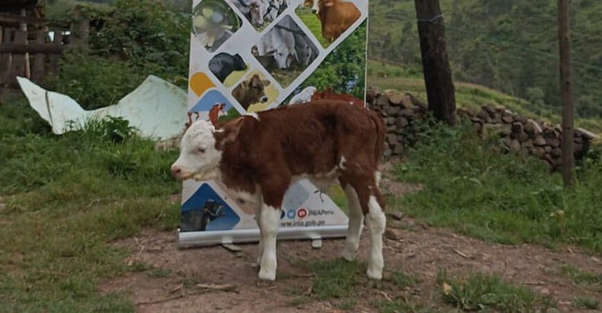 Nace ternero Simmental por transferencia de embriones en San Luis, Ancash INIA Perú