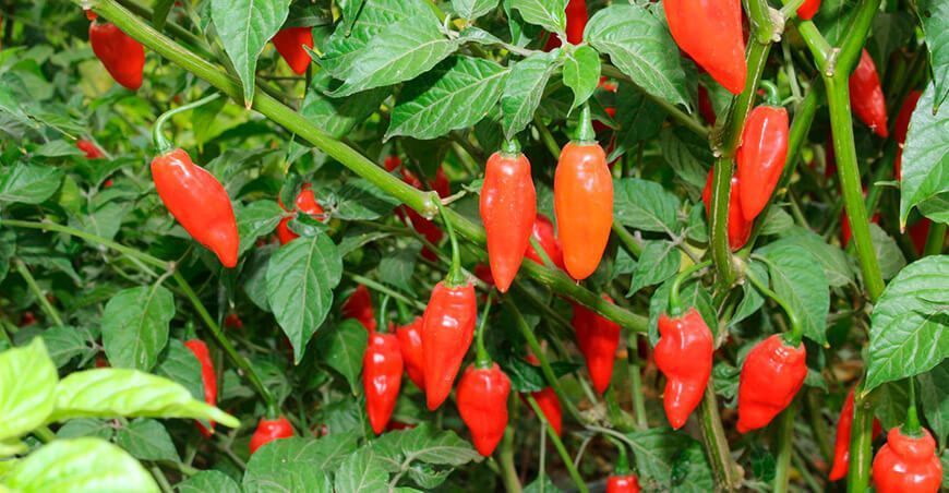 impulsan producción de ají tabasco Amazonas Perú